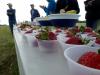 SAG Spread - A table full of strawberries, grapes, bananas, and other goodies await cyclists on the Kansas City Metro Bicycle Club's annual Spring Classic bicycle ride near Olathe, KS.