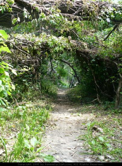 Lawrence River Trail - The trail passes beneath some downed trees, making short leafy tunnels.