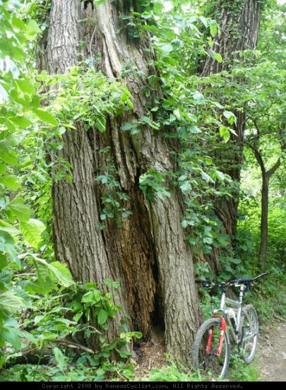 Lawrence River Trail - There are some large trees along the trail, including these big 'ole Cottonwoods.