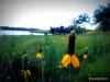 Nebo State Fishing Lake - Wildflowers